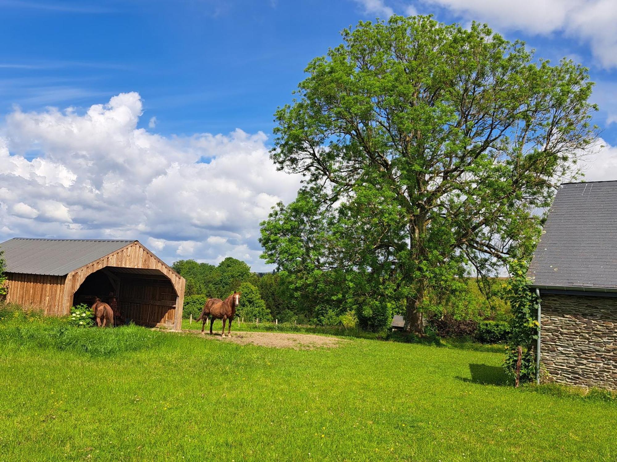Gite L'Olivier A Filly - Nadrin, Entre Houffalize Et La Roche-En-Ardenne Dış mekan fotoğraf