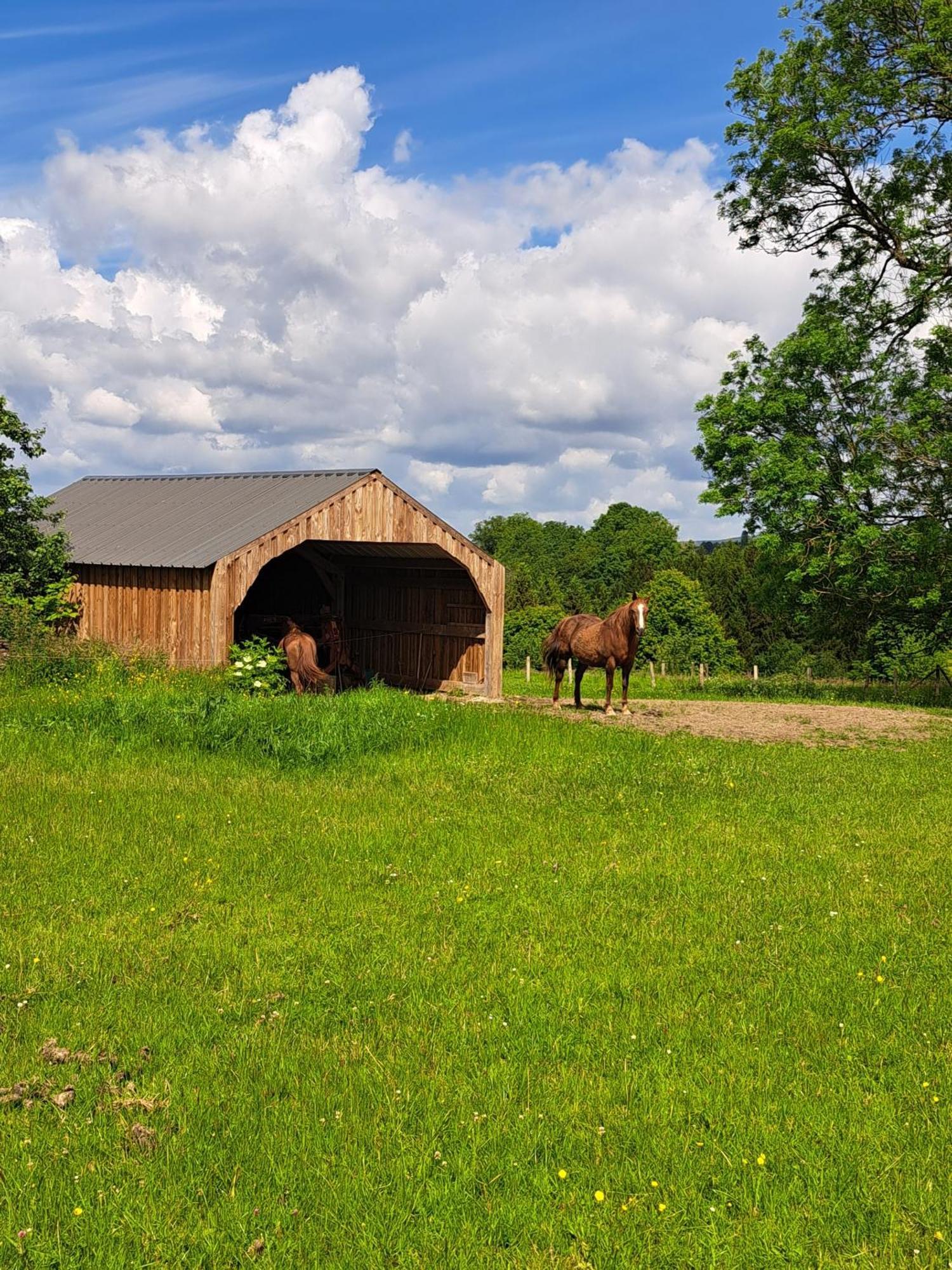Gite L'Olivier A Filly - Nadrin, Entre Houffalize Et La Roche-En-Ardenne Dış mekan fotoğraf